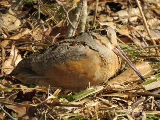 A brown and tan bird with a long bill blends into the background. 
