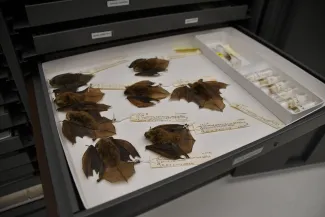 A museum tray of preserved bats with attached identification tags. 
