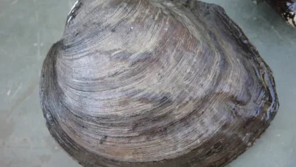 A brownish gray freshwater mussel with a series of ridges on the shell. 