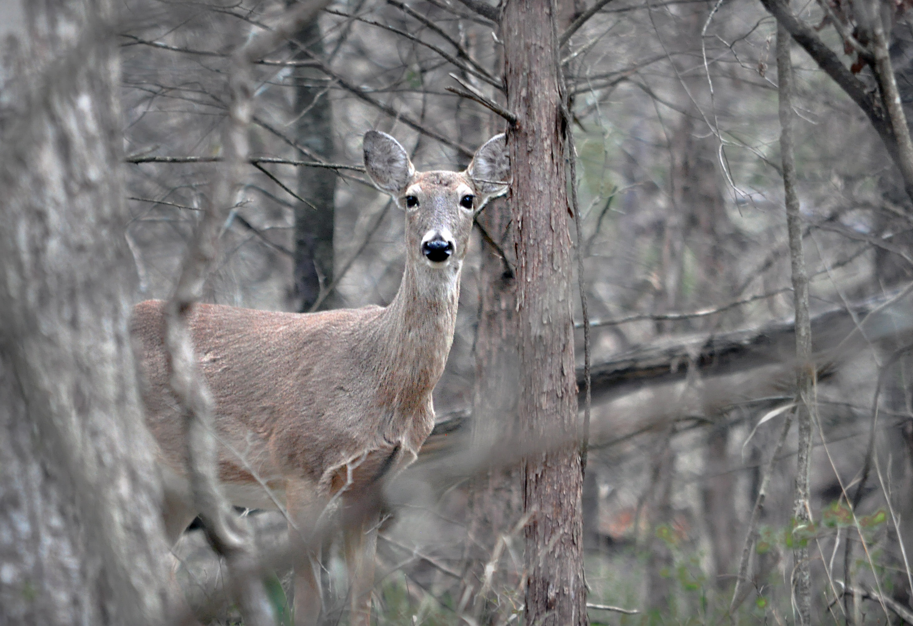 State's MostPopular Deer Hunting Season Will Open Nov. 23 Oklahoma