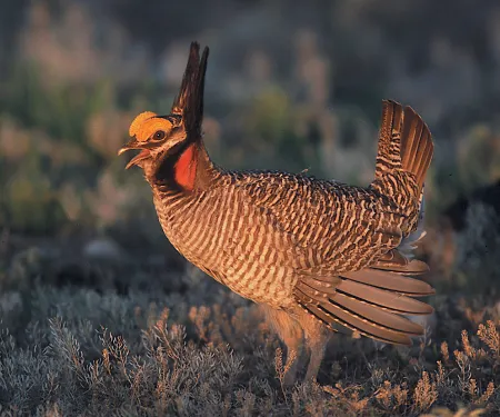 The latest aerial surveys indicate the breeding population of lesser prairie-chickens continues to grow at a rate of about 3,000 birds per year since 2013. (Gary Kramer/NRCS-USDA)