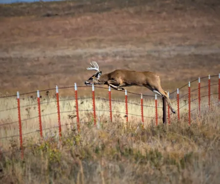 An antlered deer in Okahoma is seen jumping over a fence.