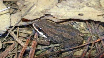 A small brown frog with dark stripes running down the back perches on leaf litter.