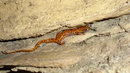 An orange salamander with black spots perches to a limestone rock wall. 