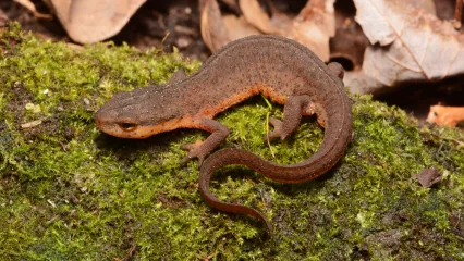 A reddish orange salamander perches on a moss covered rock. 