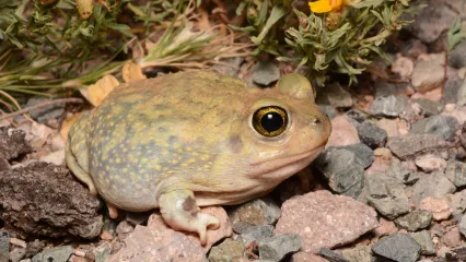 A pale yellow-green toad with a rounded body and a large eye.