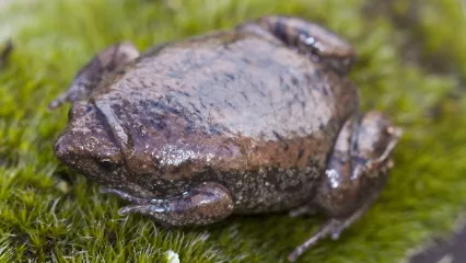 A dark brown toad with a flat, rounded body and a small head. 