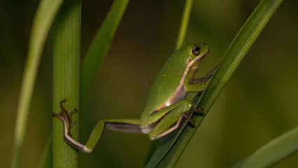A green frog with a white strip extending from the mouth clings to two pieces of vegetation.