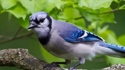 Blue Jay - All Seasons Wild Bird Store