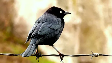 A black bird with a whitish yellow eye perches on barbed wire. 