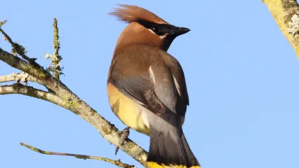 A brownish bird with a crest and dark stipe across its eye perches on a branch. 
