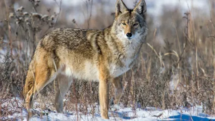 A coyote, with shades of brown, gray, and red fur stands in the snow. 