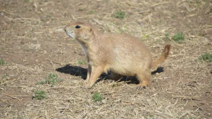 where are prairie dogs located