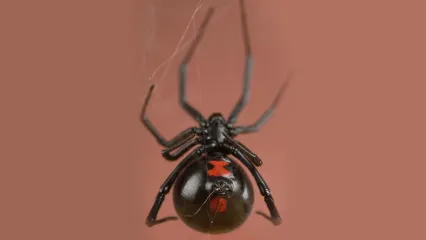 black house spider bite