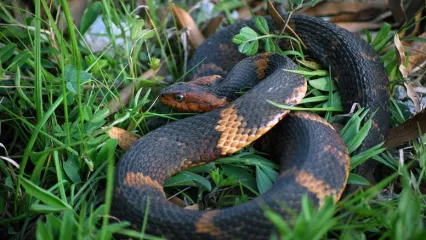 A snake with bands of black, brown and reddish orange is coiled in the grass.