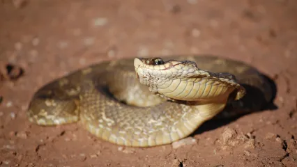An Eastern hognose snake playing dead. A snake playing dead will