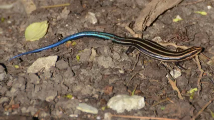 A lizard with a black body with yellow stripes and a blue tail. 