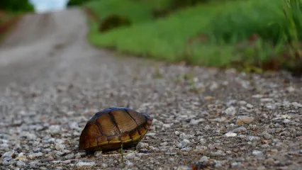 A turtle with a brown shell on the side of a gravel road. 