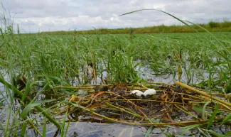 Eggs and bird nest in wetland.  Hackberry Flat WMA.
