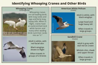 Identifying Whooping Cranes and Other Birds.
