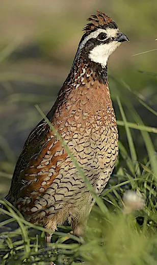 Northern bobwhite on the ground. (KENTISH PLUMBER/FLICKR BY ND-NC2.0)