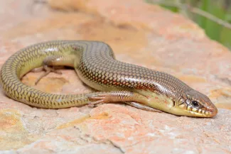 A tan lizard lays on a rock. 