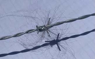 Black hair caught in a barbed wire with graph paper in the background. 