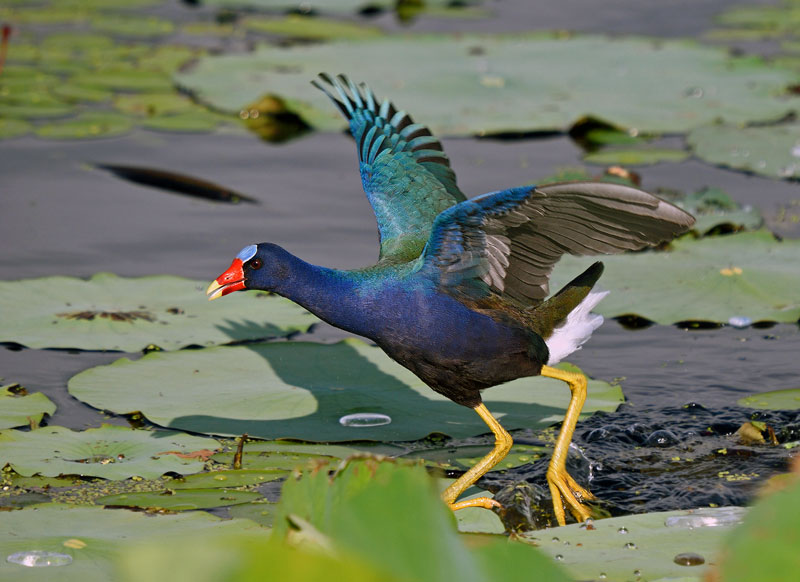 One of the birds participants of the 9th Annual Red Slough Birding Convention may spy is the colorful, but rare to Oklahoma, purple gallinule. (USDA Forest Service)