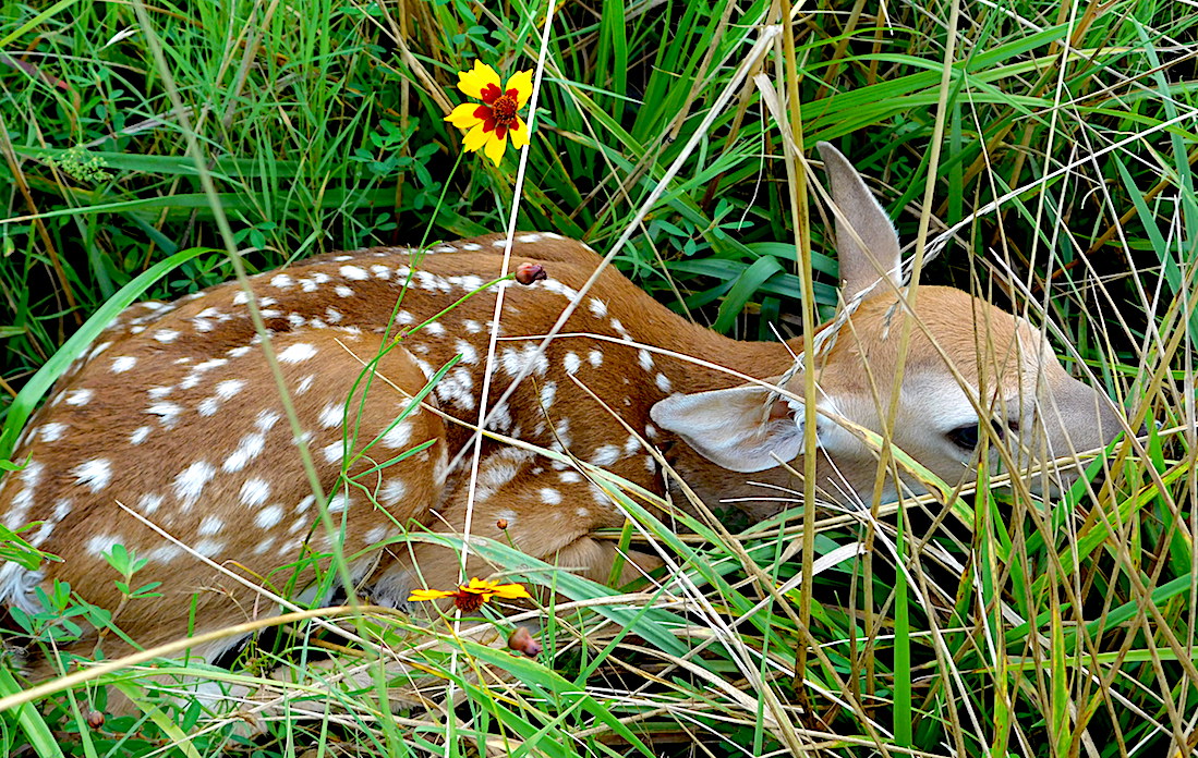 This spring, many people will walk up on a fawn that appears to be alone. Biologists say it is best to resist the urge to help because adult animals are likely nearby.