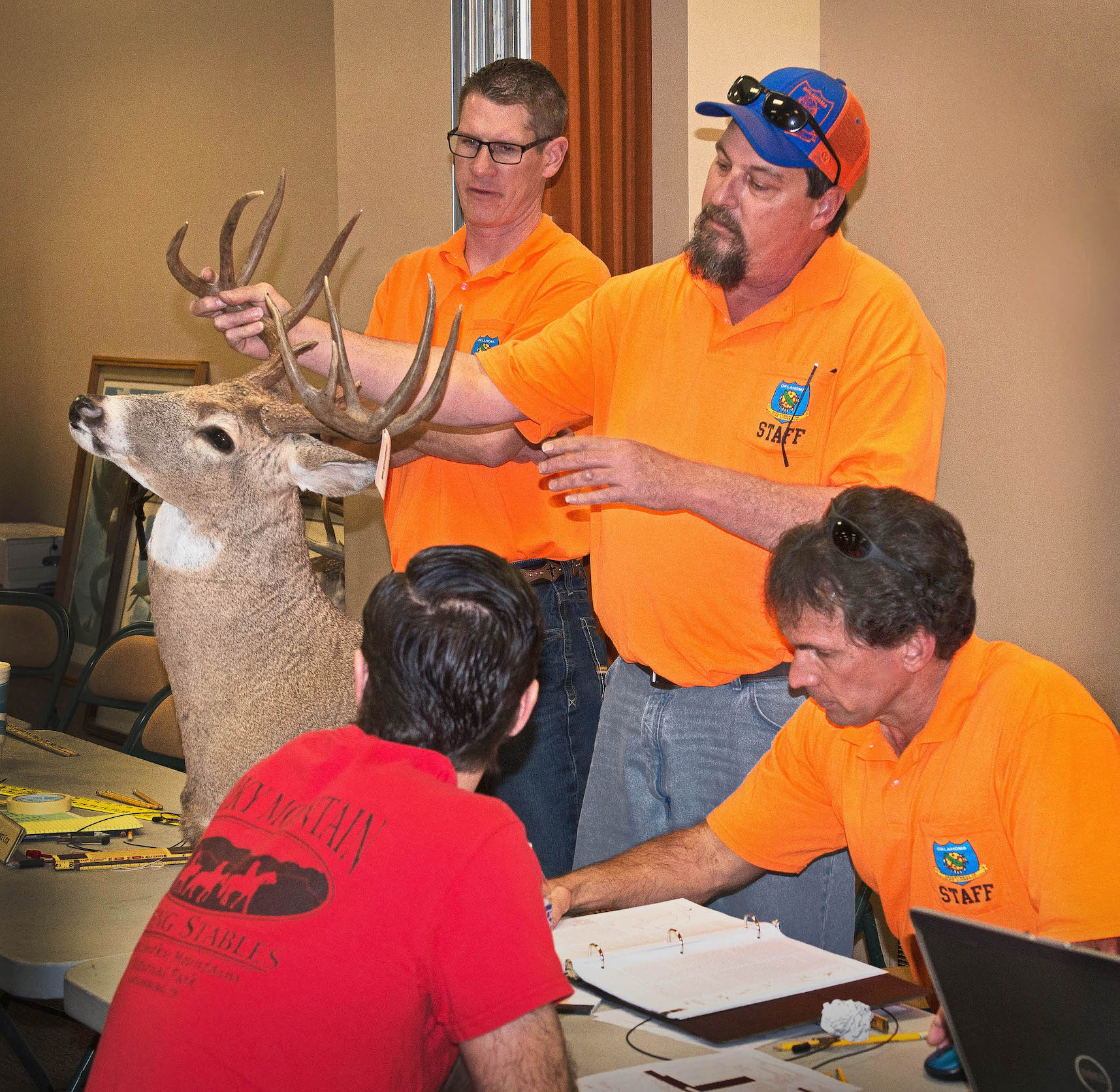 Certified scorers prepare to measure the antlers on a whitetail mount brought into last year's March Rack Madness. This year's free scoring event will run from 1 to 8 p.m. March 5 at Wildlife Department headquarters in Oklahoma City. (Don P. Brown/ODWC)