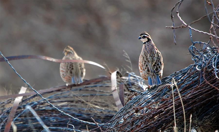 These northern bobwhites paused just long enough for a photo at Packsaddle Wildlife Management Area in December. (Photo by Jacob Reeves, OSU Cooperative Fish and Wildlife Unit.)