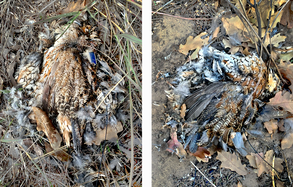 These two northern bobwhites fitted with GPS transmitters perished in the ice storm in late October at Packsaddle Wildlife Management Area.