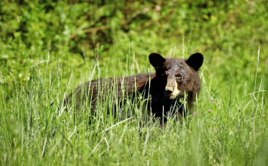 Black bears are established in southeastern and east-central Oklahoma, but sightings are possible anywhere in the eastern half of the state and the western tip of the Panhandle. (USFWS)
