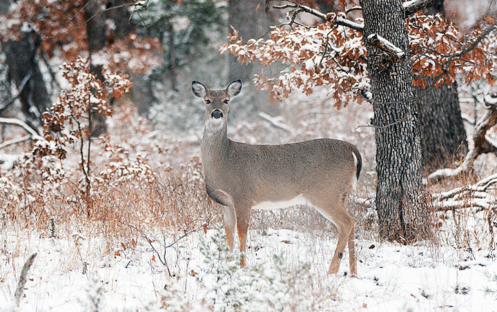 Oklahoma's Holiday Antlerless Deer Gun season will open Dec. 22 for 10 days, giving firearms hunters a chance to harvest one more deer. (Larry E. Smith/FLICKR CC-BY2.0)
