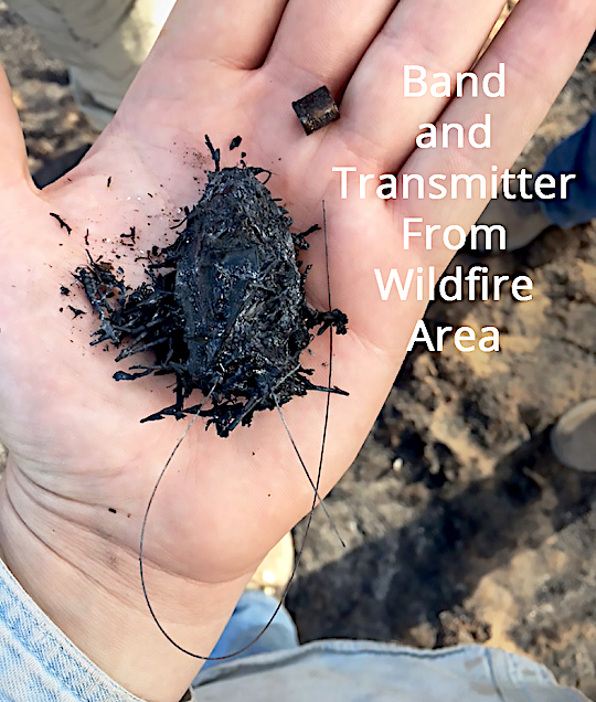 Band and transmitter from wildfire area