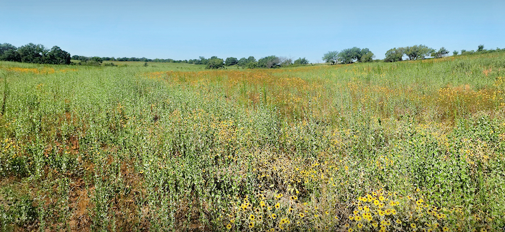 Parcels enrolled in the Oklahoma Land Access Program will earn payments for the landowner or lessee while helping to preserve America's hunting and fishing traditions by allowing public walk-in access. (Jeff Tibbits/ODWC)