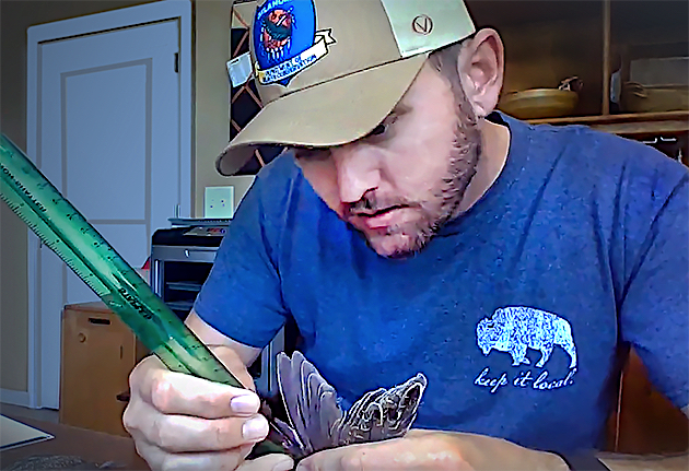 Upland Game Biologist Tell Judkins takes a measurement of a donated quail wing.