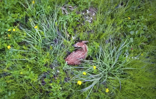 People are more likely to encounter young wildlife, such as this fawn in the grass, during spring and early summer. Experts say it's best to resist the urge to intervene. Because of a special order until at least May 24, any movement of a deer or elk is prohibited in Oklahoma. (James Linn/Reader's Photo Showcase 2018)