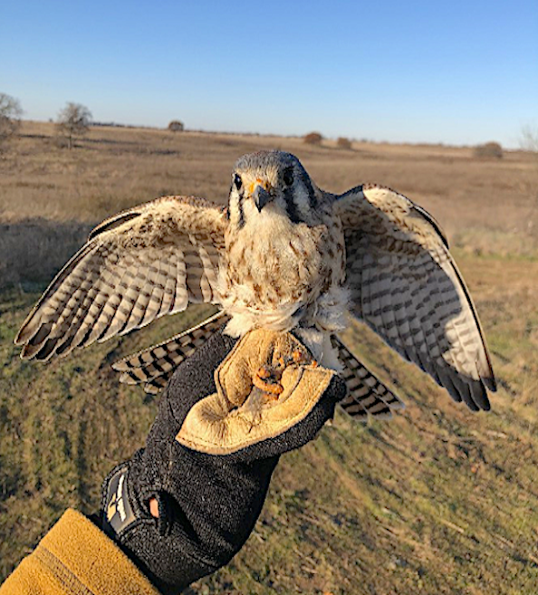 This American kestrel was a surprising catch in a quail trap at Cross Timbers Wildlife Management Area. It was released unharmed. (Oklahoma Cooperative Fish-Wildife Research Unit)