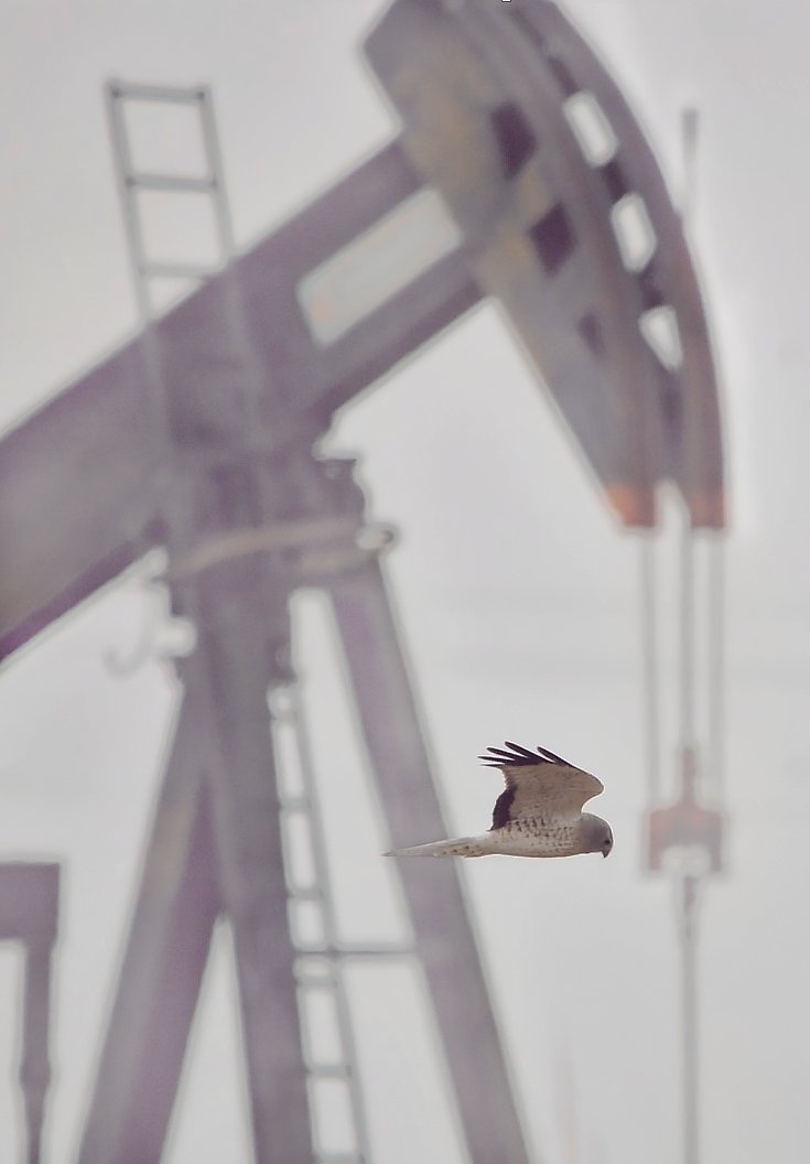 A northern harrier in flight near an oil well site, hunting at Packsaddle Wildlife Management Area. (Photo by Jacob Reeves, OSU Cooperative Fish and Wildlife Research Unit.)