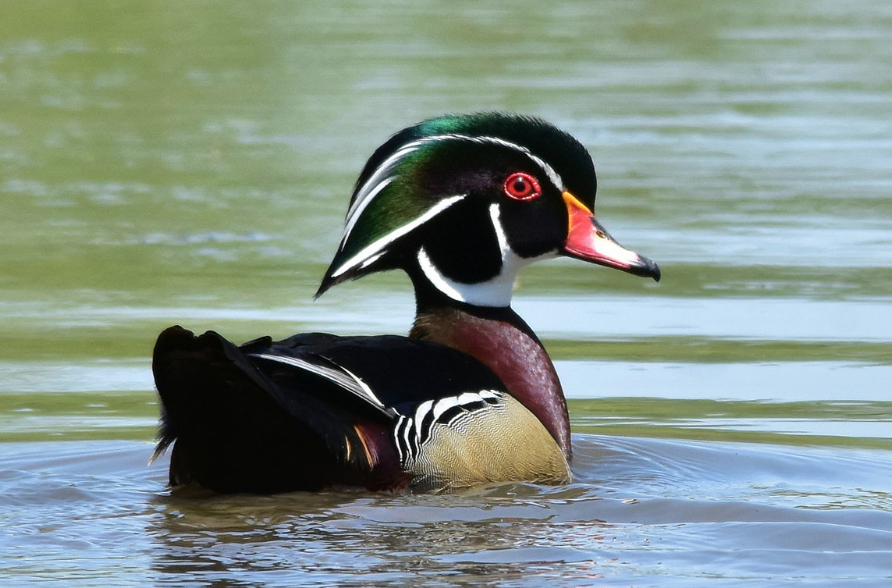 Wood Duck  Oklahoma Department of Wildlife Conservation