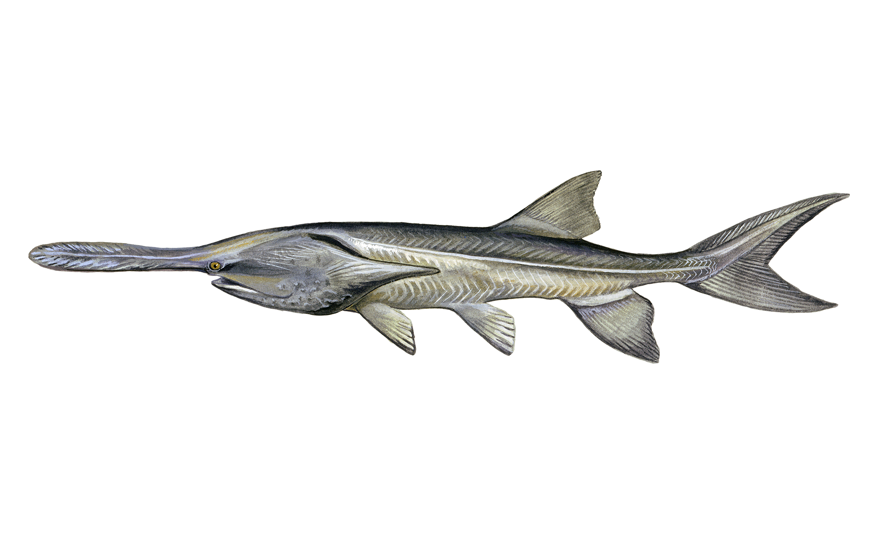 Crazy details on this monster 🦖 #bluecatfish #spoonbill #fishing # catfishing #reels #lakefishing #riverfishing #bigfish #paddlefish #