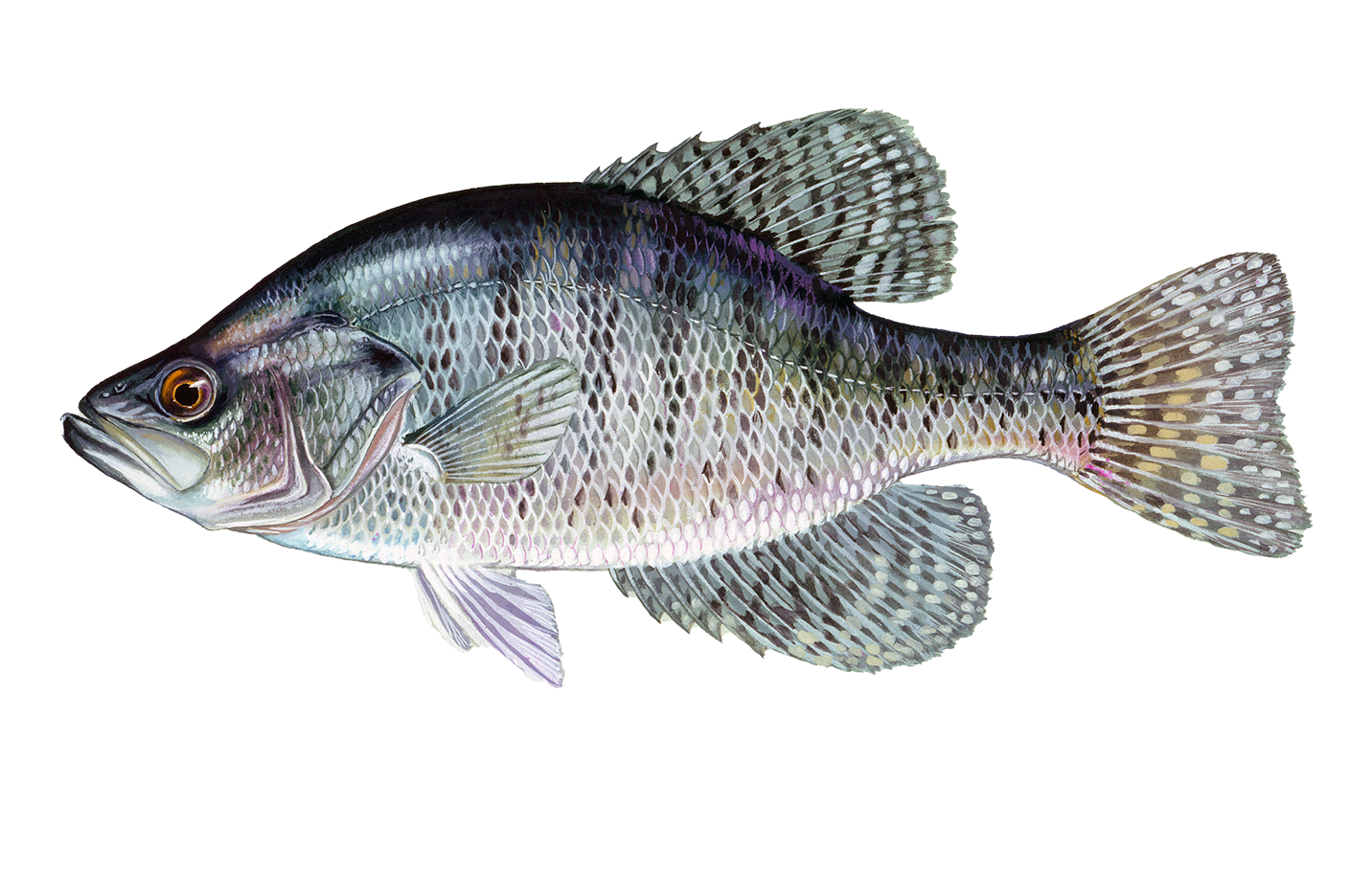Sportfish ID | Oklahoma Department of Wildlife Conservation