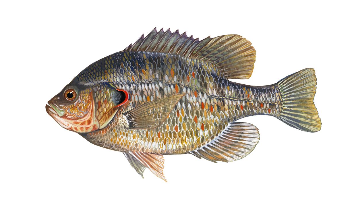 Sunfish, Bluegill  Oklahoma Department of Wildlife Conservation