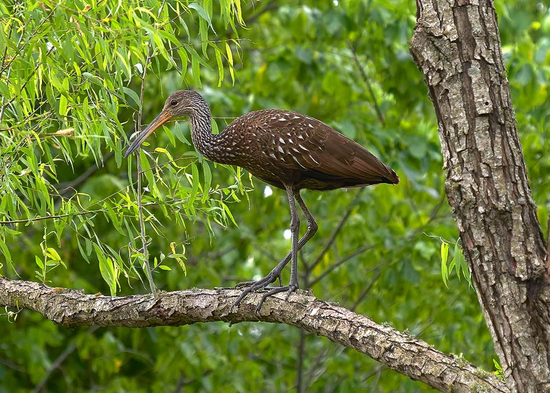 How to Scare Away Limpkin Birds: Effective Strategies & Tips - Healing ...