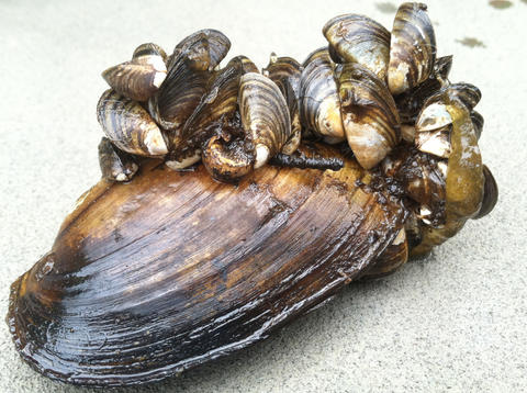 quagga mussel timemap