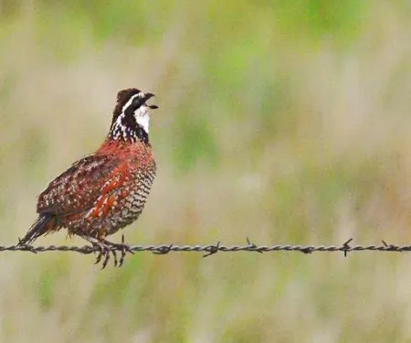 Quail on barbed wire fencing: Photo by Jeremy Matthew/2018 Readers' Photo Showcase