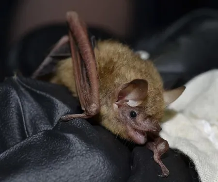 Small bat being held by biologist.