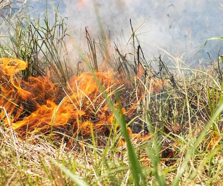 Close-up of grass burning.