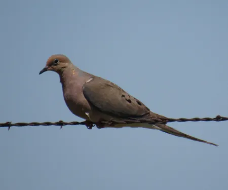 Dove on a wire, photo by Jeff Tibbits